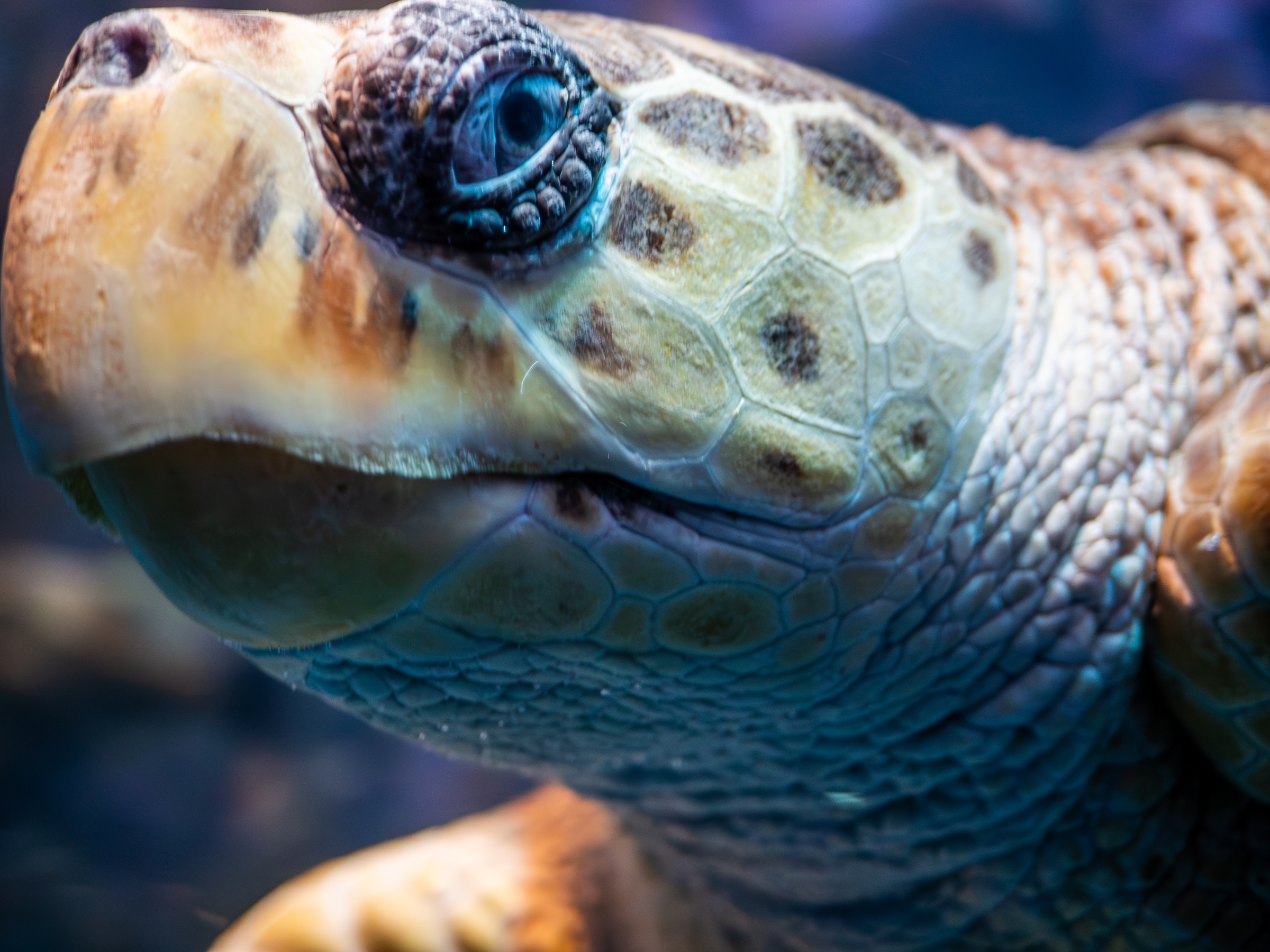 A sea turtle’s face is visible in a close-up underwater portrait.