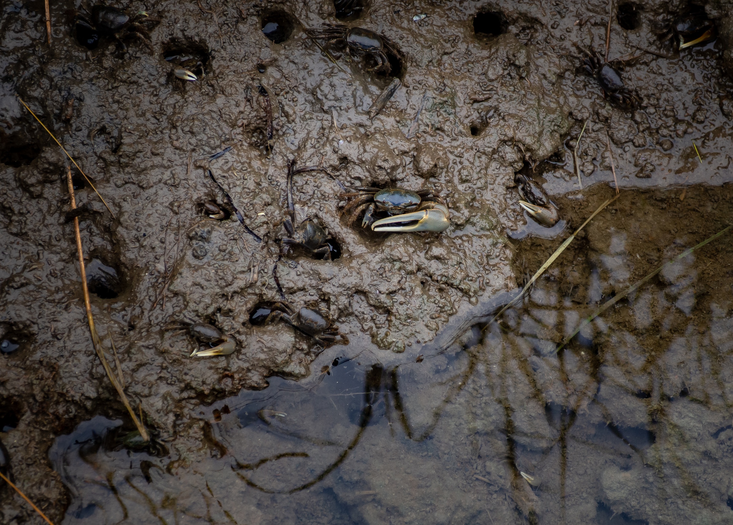 Muddy ground reveals numerous fiddler crabs scurrying amongst dark, wet soil and scattered plant debris.
