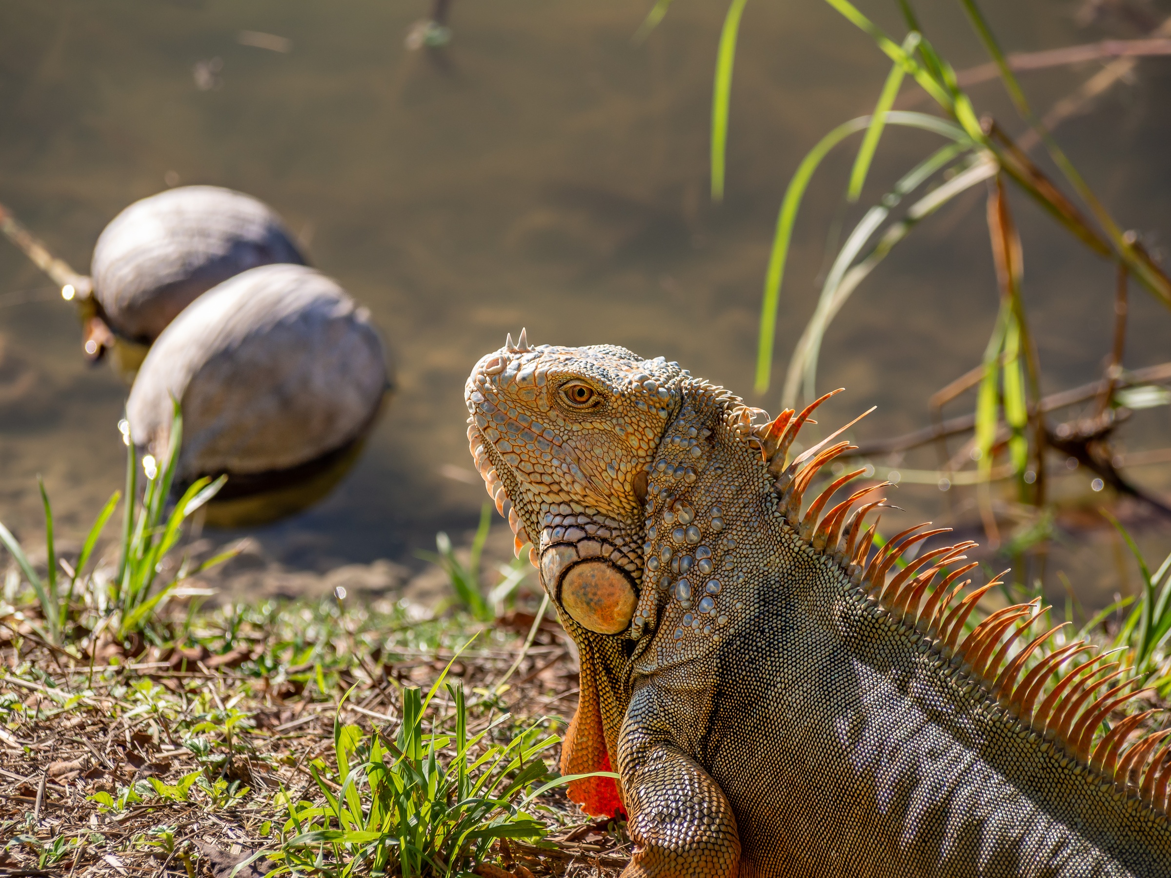 An iguana rests near water and vegetation with coconuts visible in the background.