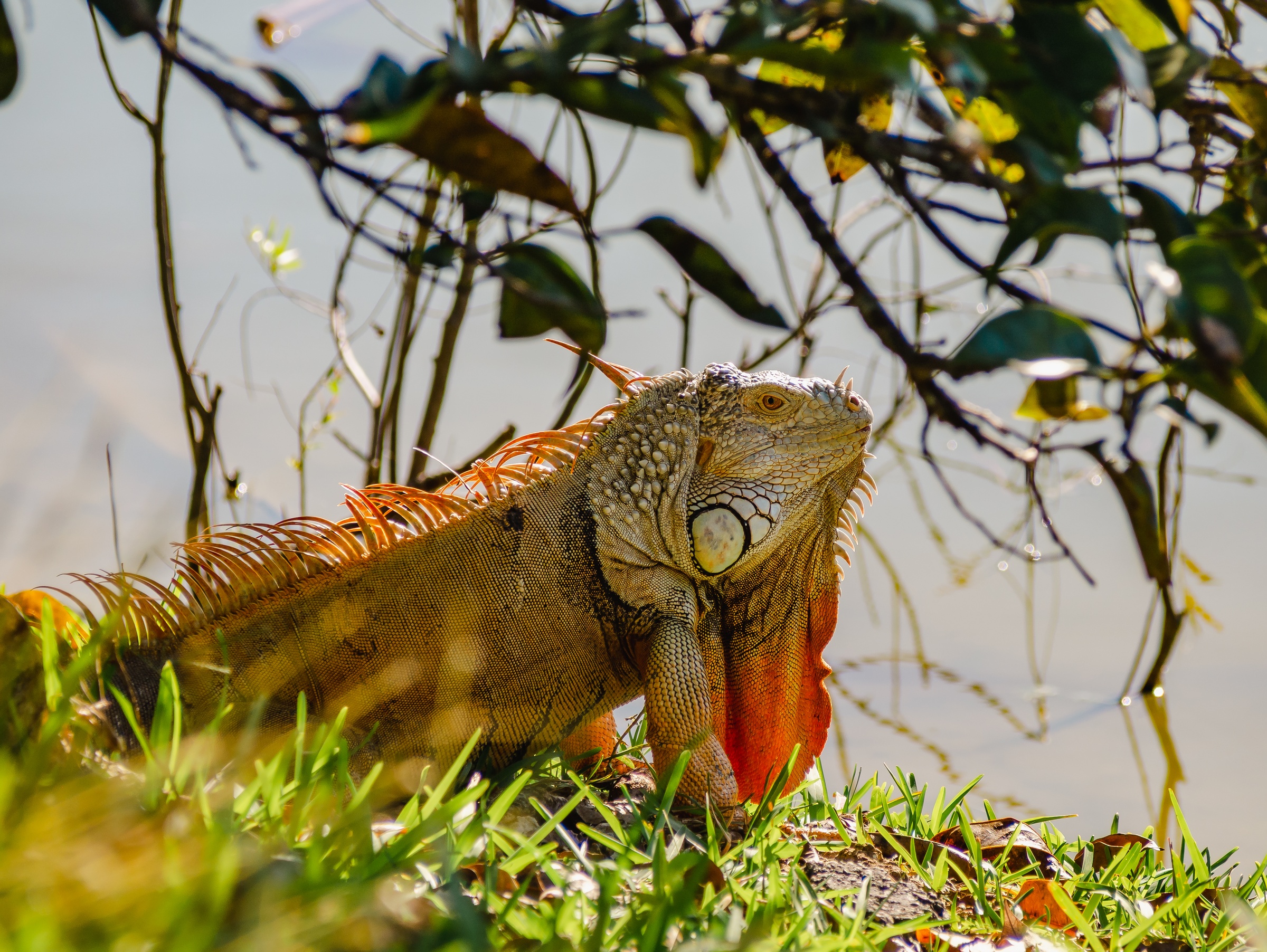 An iguana with orange accents rests on grassy bank near a body of water.