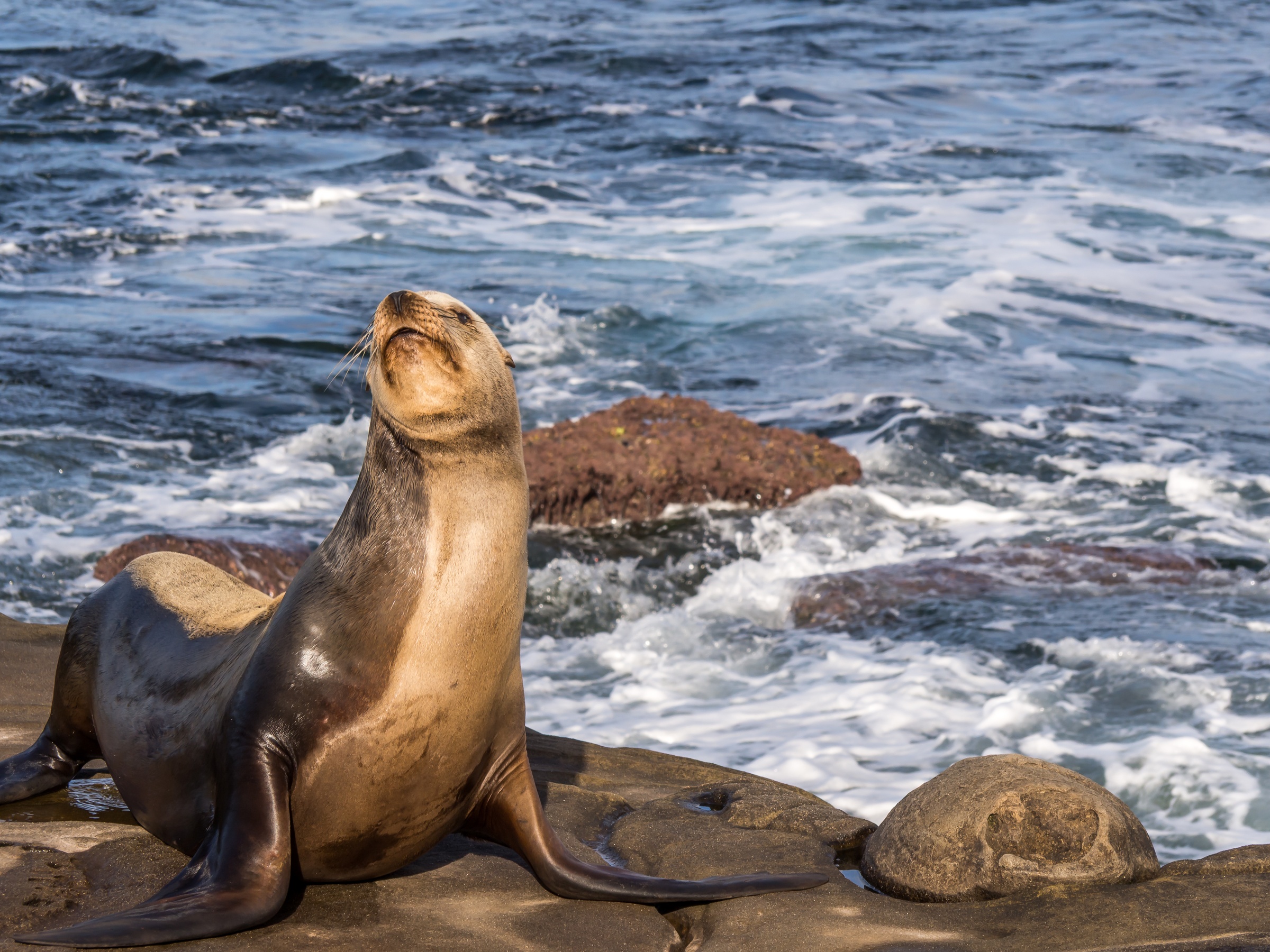 A brown sea lion rests on rocks near the ocean, looking upwards.