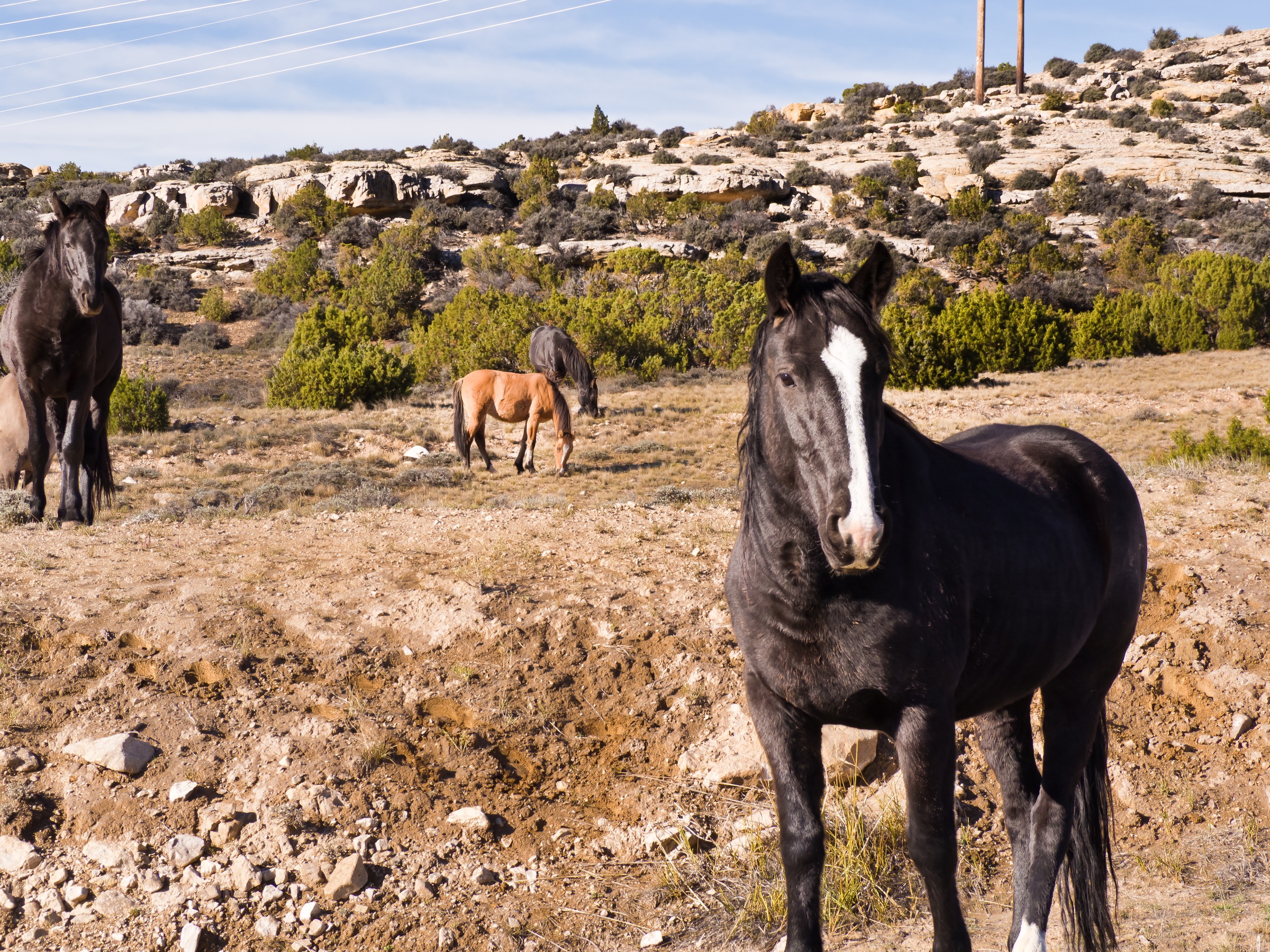 Wild horses graze in a dry, grassy field with rocky hills and desert vegetation behind them.