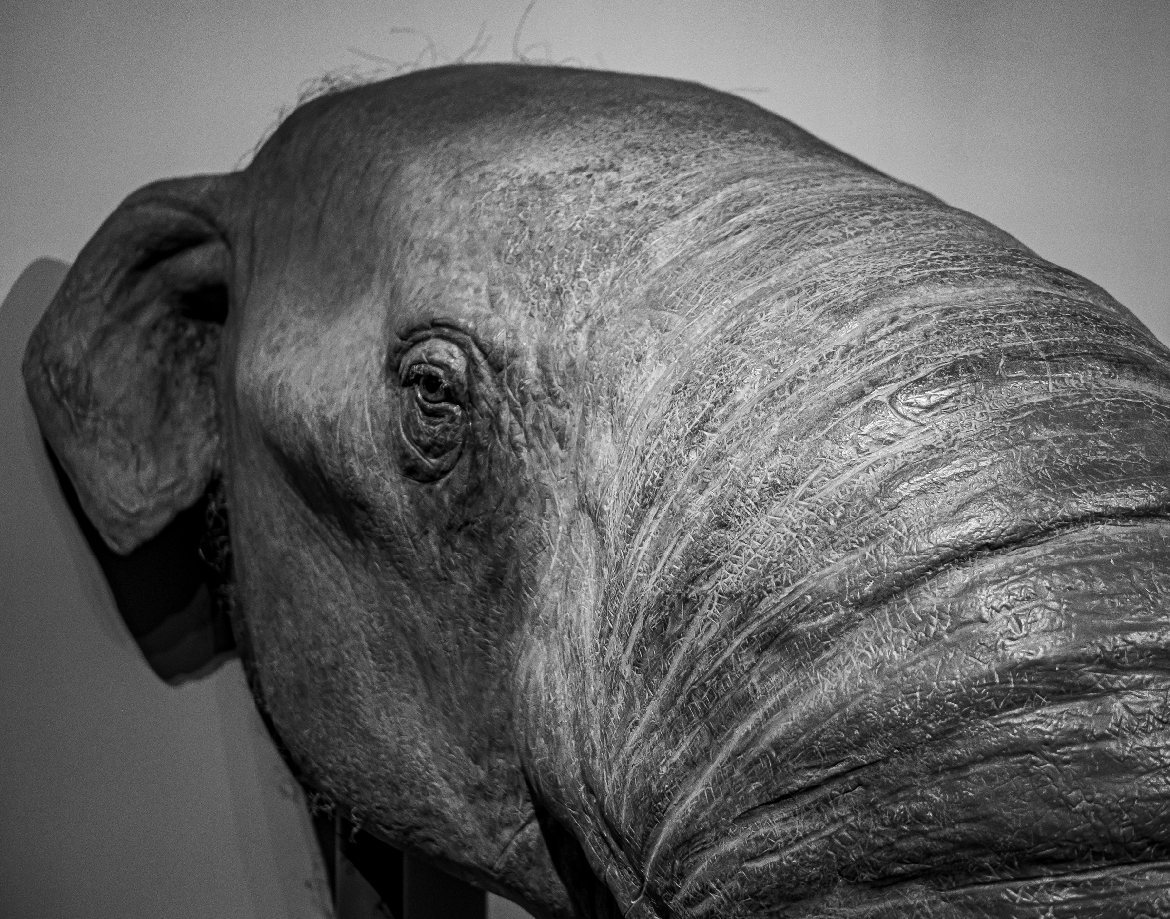 Close-up black and white portrait shows an elephant head mounted on a wall.