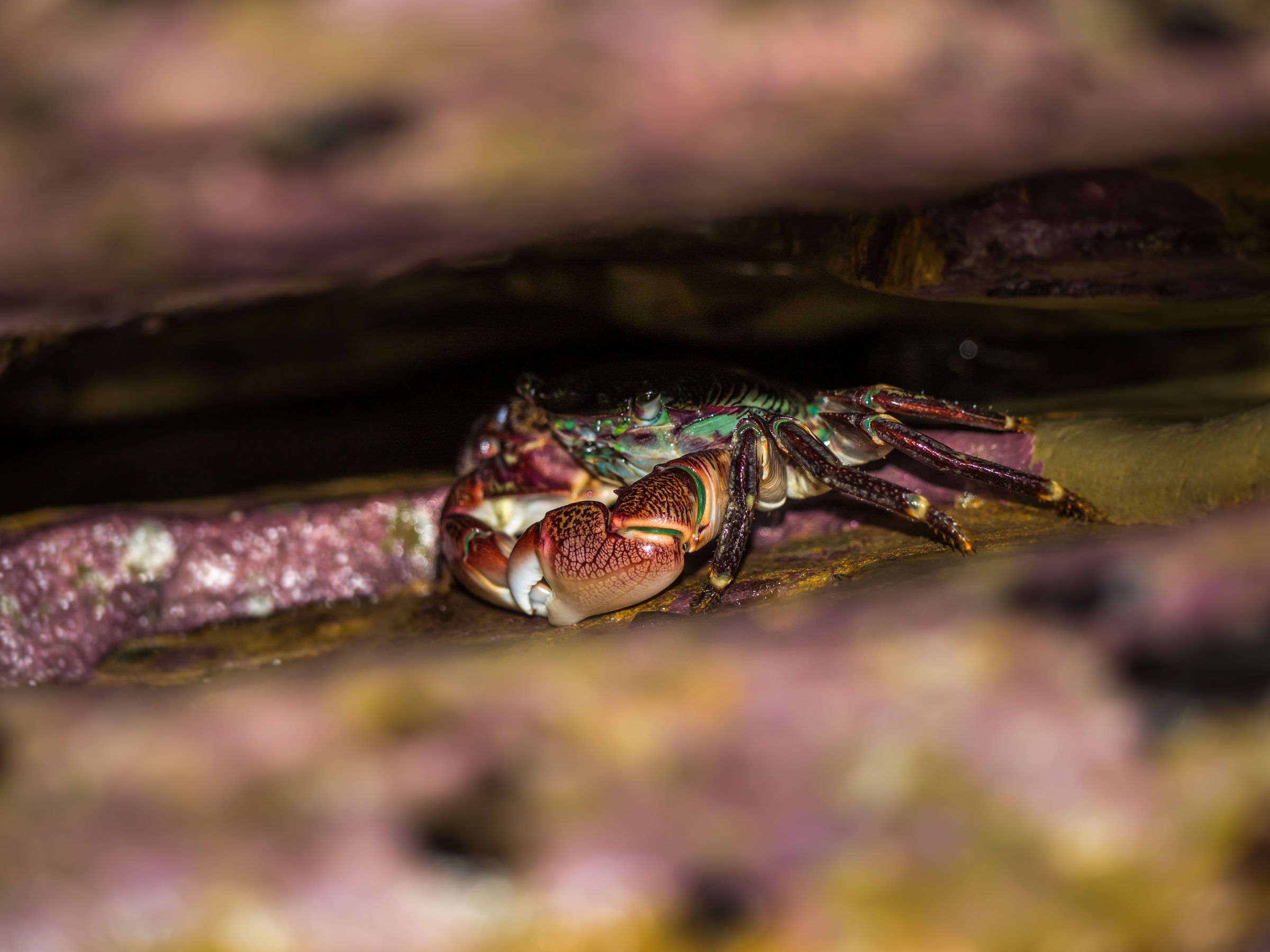 A colorful crab rests on a textured rock surface within a shadowy crevice.