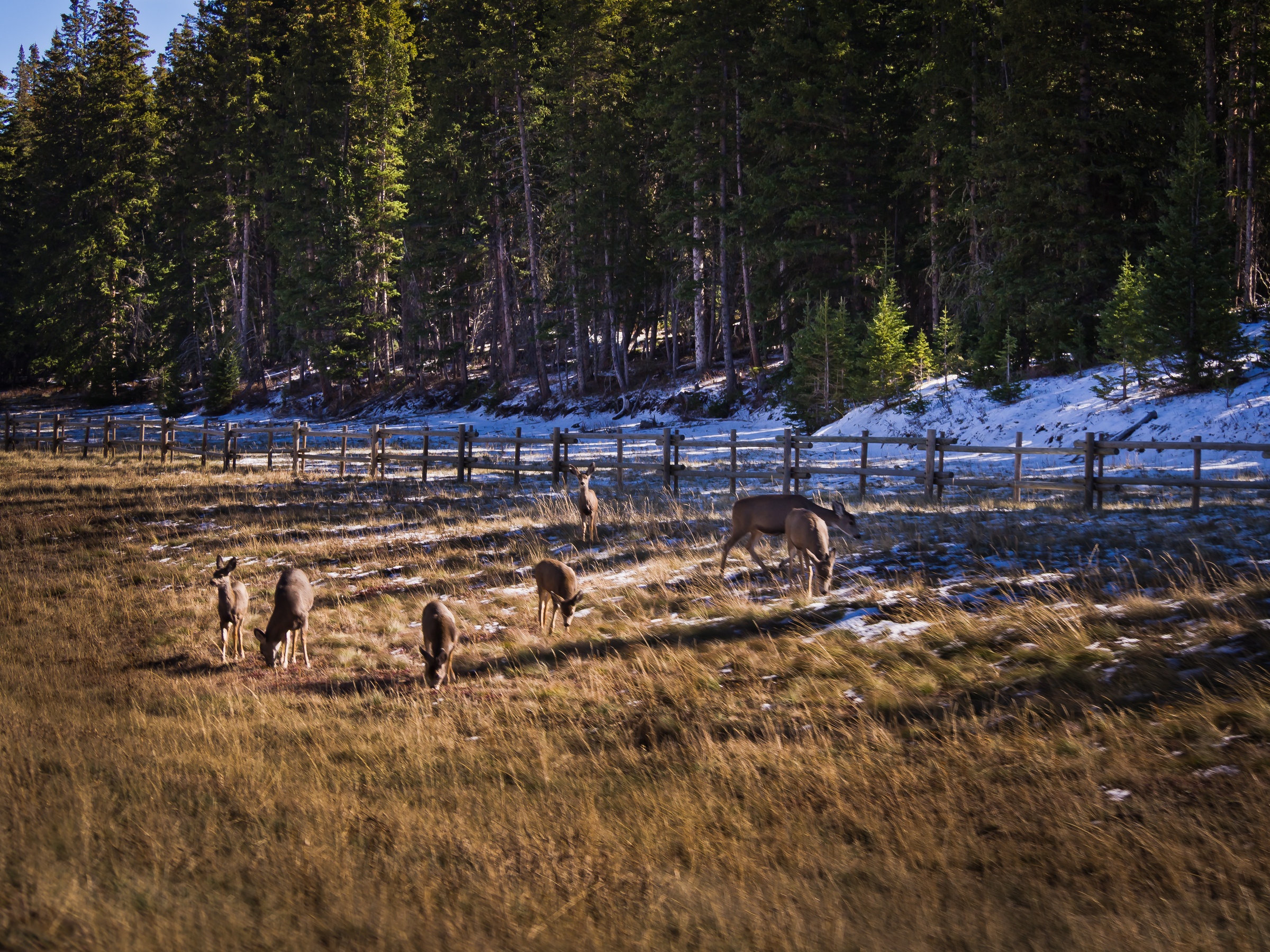 A herd of deer graze in a grassy meadow bordered by evergreen trees and a wooden fence.