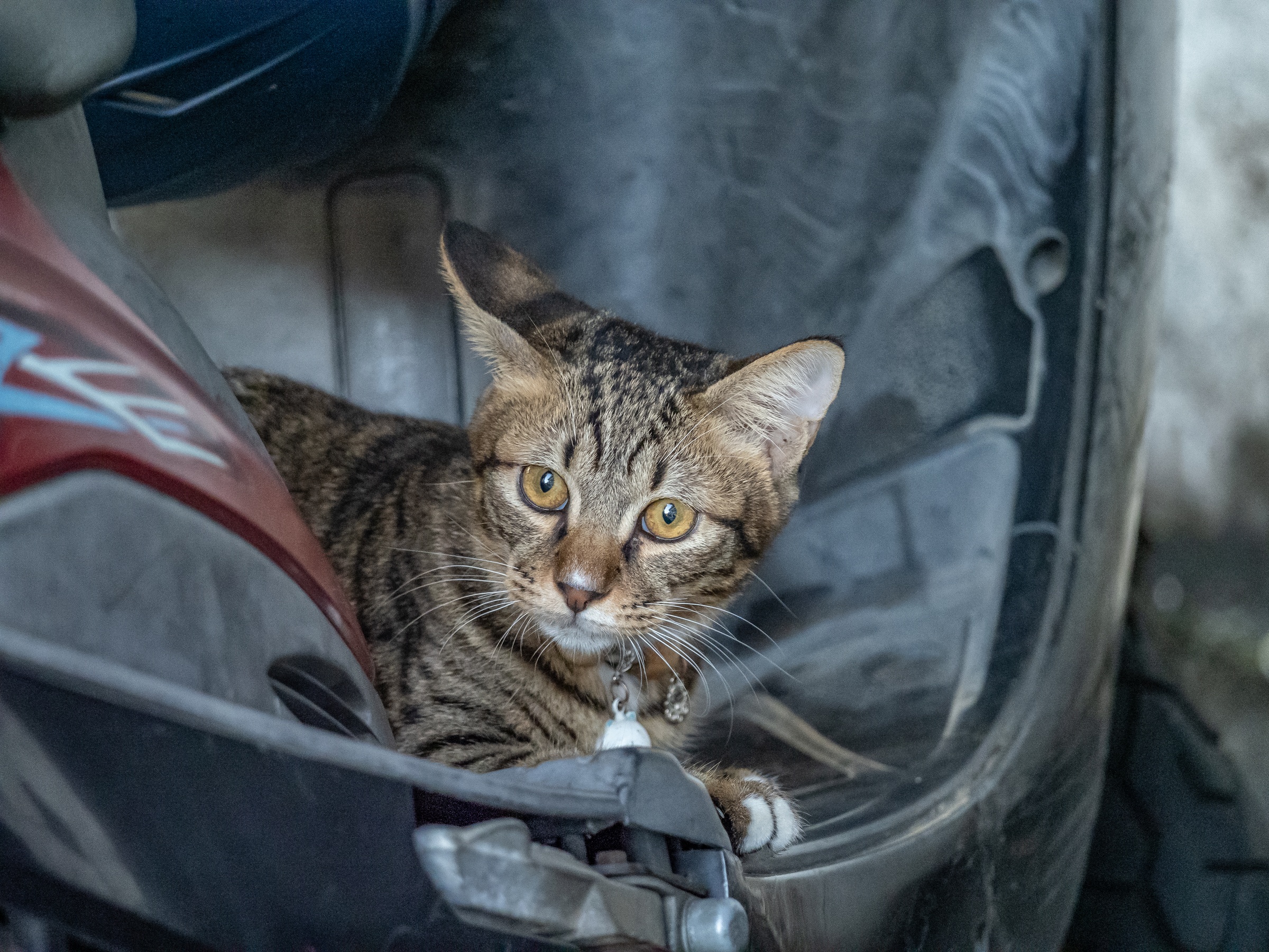 A tabby cat sits inside a motorcycle storage compartment, looking directly at the camera.