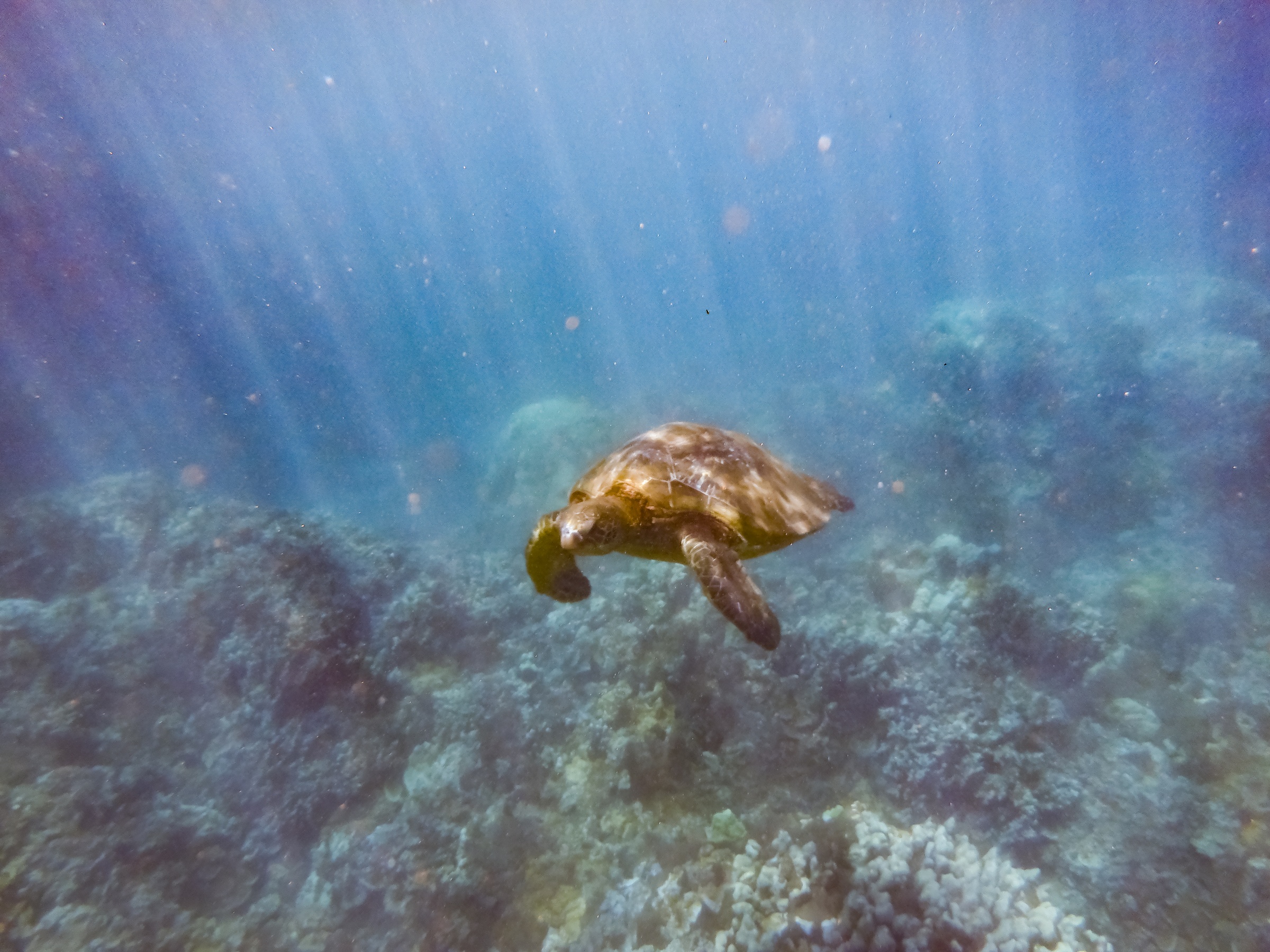 A sea turtle swims above a rocky reef in clear blue water.