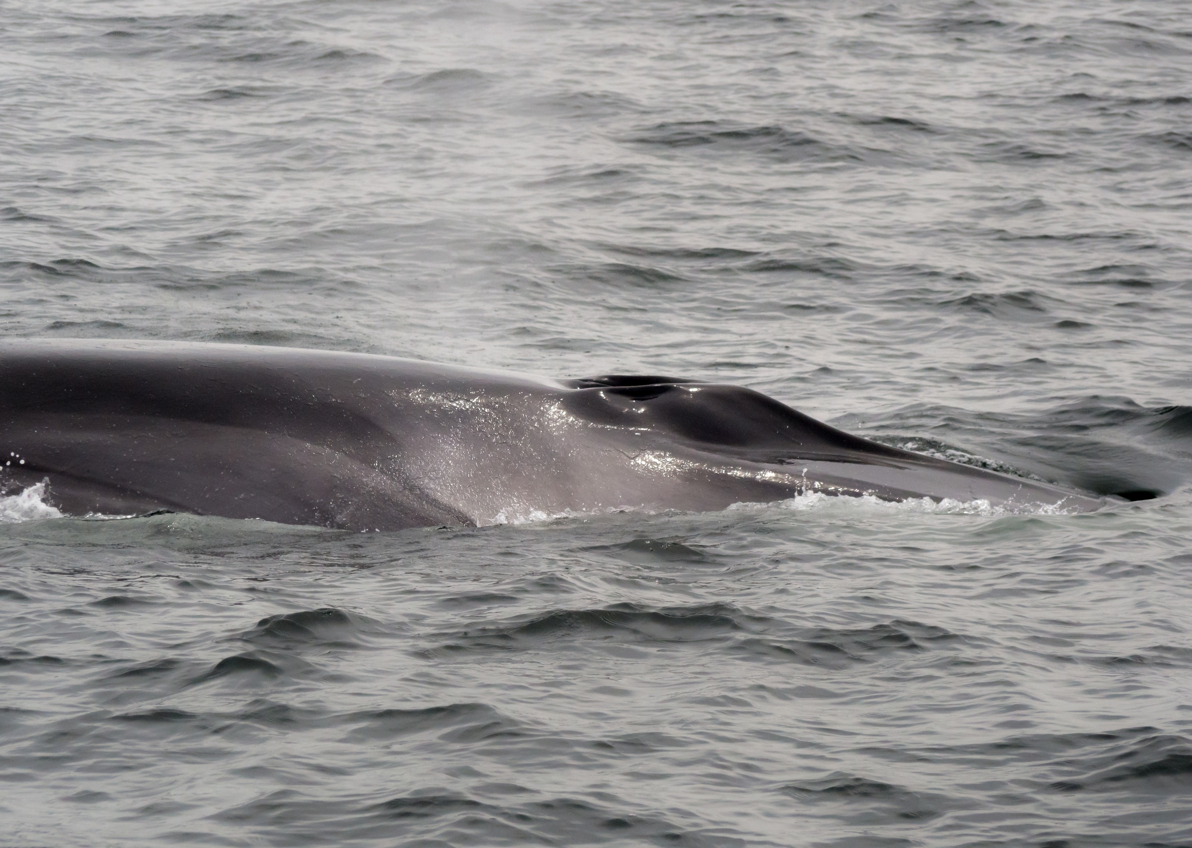 A dark whale surfaces in a gray ocean with choppy waves.
