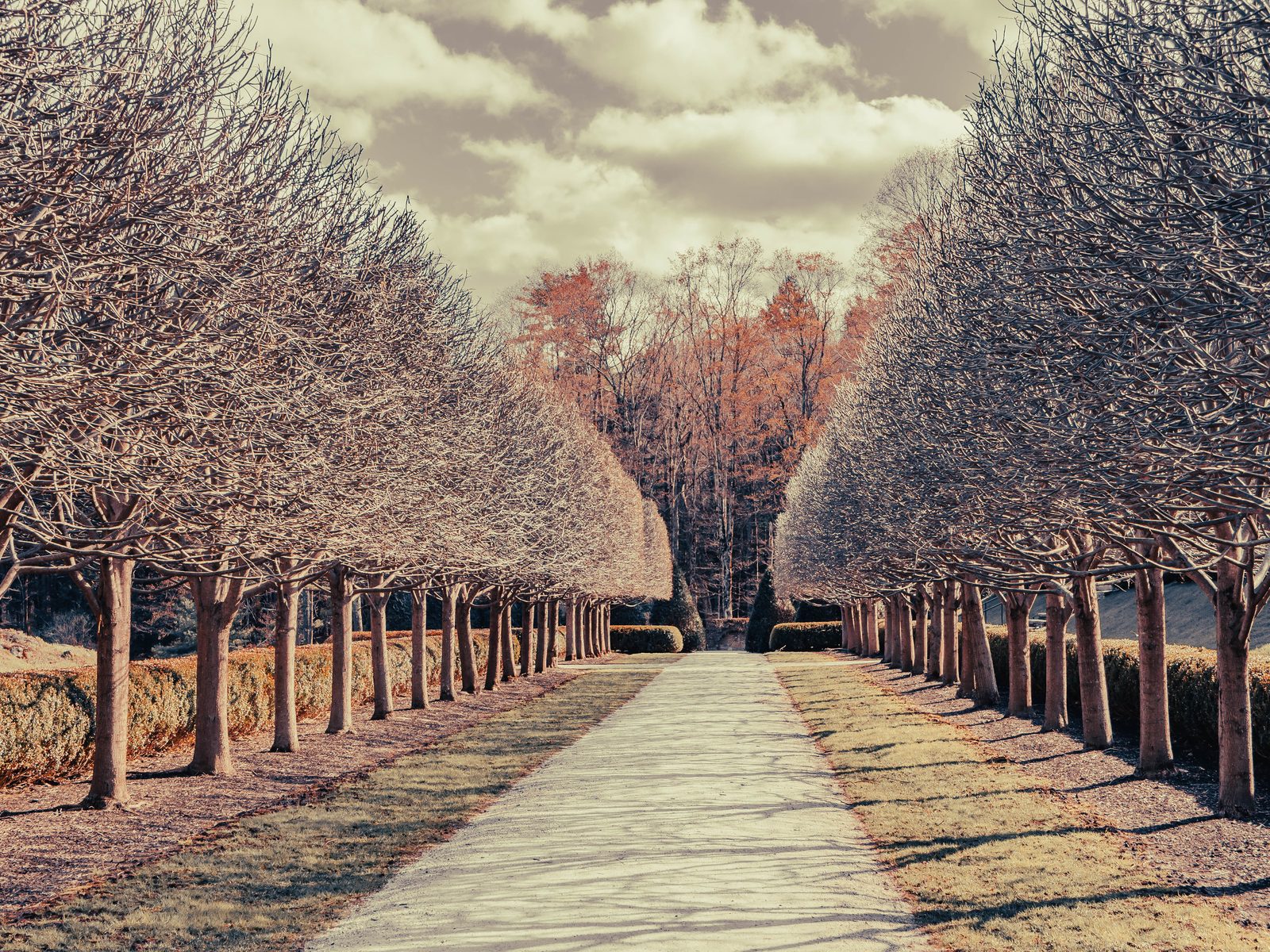 A tree-lined path in hues of wintry gray and pink.